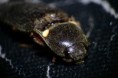 /album/coleoptera/pyrophorus-noctilucus-1-jpg/